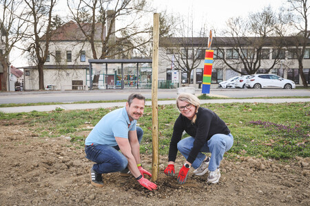 Obcina_hoce_slivnica_sajenje_lip marec2026_foto_pigac_si (42)